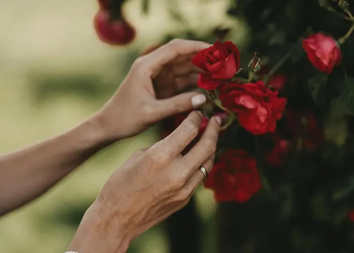 Rosenhof Hotel Murau